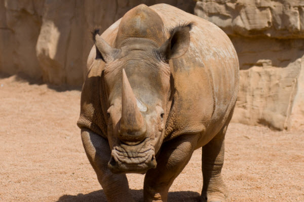 Voyage à Travers les Âges des Grands Monstres : Découvrez les Secrets du Rhinocéros et Son Héritage Ancien