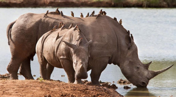 Voyage à Travers les Âges des Grands Monstres : Découvrez les Secrets du Rhinocéros et Son Héritage Ancien