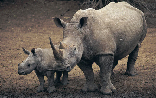 Voyage à Travers les Âges des Grands Monstres : Découvrez les Secrets du Rhinocéros et Son Héritage Ancien