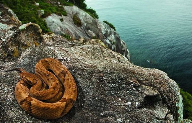 L'île des Serpents Mortels : Les Secrets Mortels de La Grande