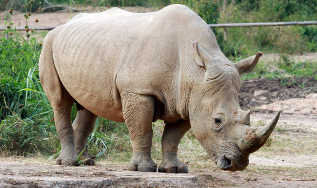 Voyage à Travers les Âges des Grands Monstres : Découvrez les Secrets du Rhinocéros et Son Héritage Ancien