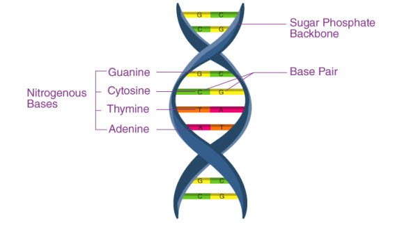 ADN : Une Analyse Approfondie de sa Structure, Fonction et Applications