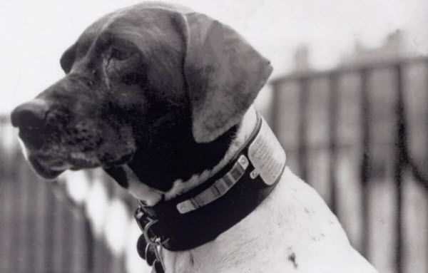 Force et Résilience : L'incroyable Histoire de Judy, le Chien de Guerre