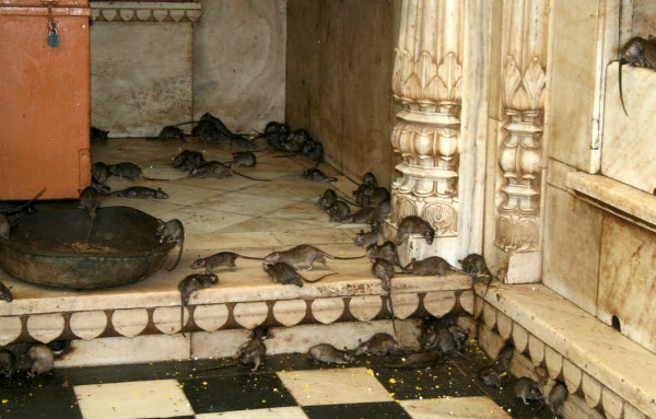 Le Temple Sacré des Rats en Inde : Découverte des Mystères et Traditions de Karni Mata