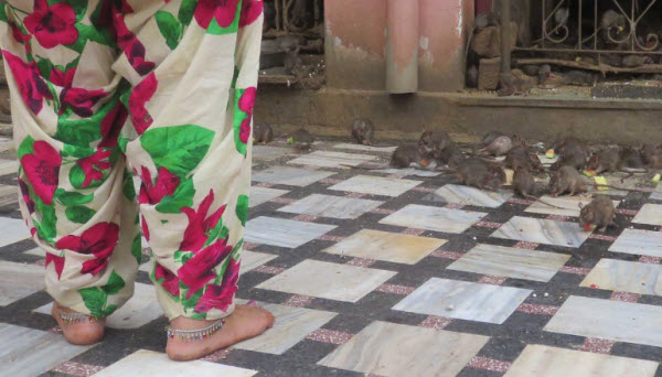 Le Temple Sacré des Rats en Inde : Découverte des Mystères et Traditions de Karni Mata