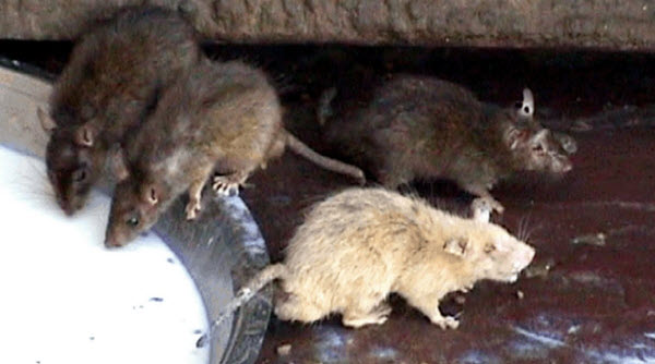 Le Temple Sacré des Rats en Inde : Découverte des Mystères et Traditions de Karni Mata