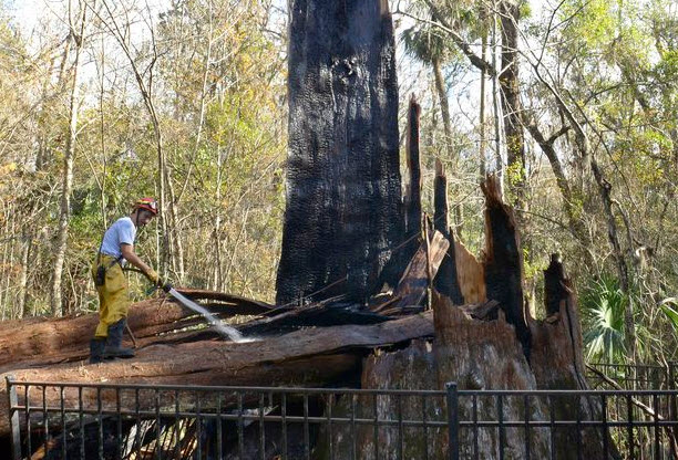 L'Arbre Historique Consumé par le Feu : La Femme Américaine Qui a Involontairement Détruit un Géant Âgé de 3 500 Ans