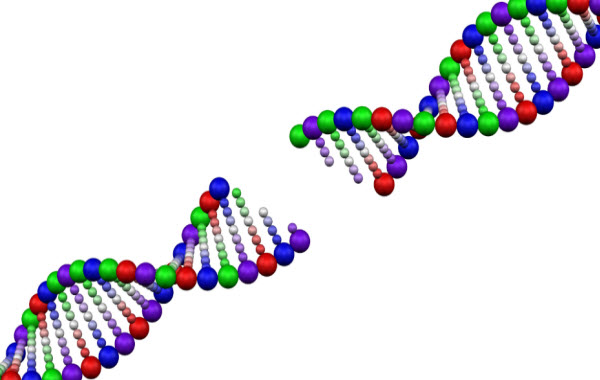 ADN : Une Analyse Approfondie de sa Structure, Fonction et Applications