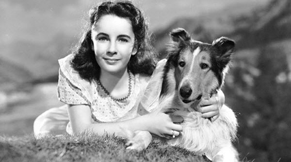 L'Héritage de Lassie : Comment le Collie Bien-Aimé a Captivé les Audiences et est Devenu une Icône Culturelle