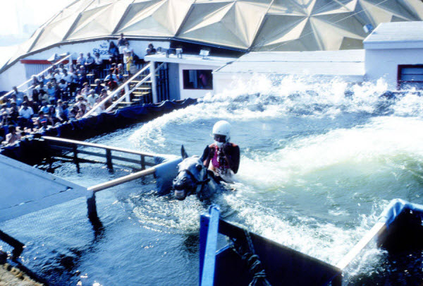 Le plongeon équestre : Un sport américain oublié et controversé