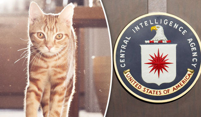 Operation Acoustic Kitty: How the CIA Turned Cats into Spies During the Cold War