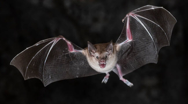 The Bat World: Secrets of the Nocturnal Life of Flying Masters