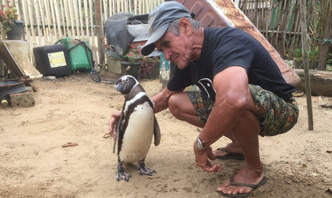 The Astonishing Bond: How Dindim the Penguin Shows That Human-Animal Connections Can Last Across Continents