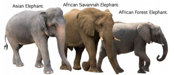 Elephants: Giants of the Forests and Savannah – Exploring the Lives of These Majestic Creatures