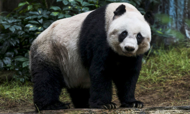 The Giant Panda: China's Iconic Creature and Its Fascinating Secrets