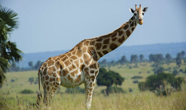 Journey into the World of Giraffes: Secrets of the Tallest Creature in the Wild