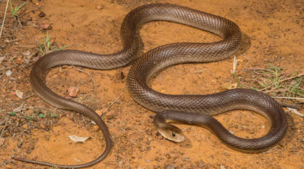 The Top 10 Most Dangerous Snakes in the World: Venomous and Deadly Serpents You Need to Know About