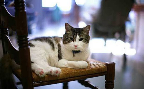 Oscar: The Cat Who Predicts Death and Comforts Souls