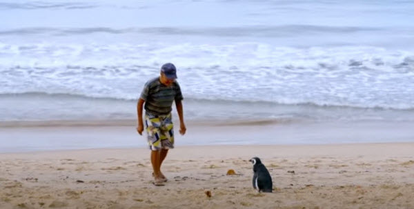 The Astonishing Bond: How Dindim the Penguin Shows That Human-Animal Connections Can Last Across Continents