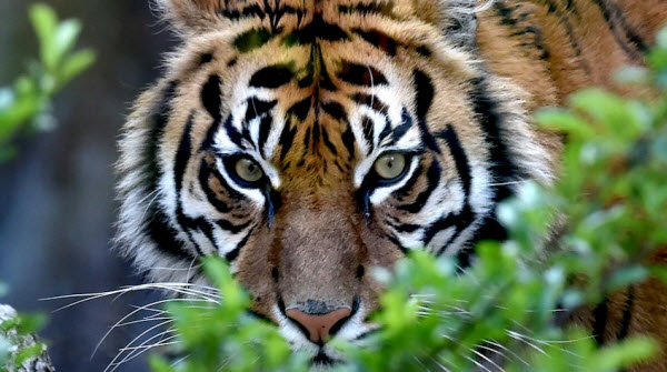 Tigers: The Untold Secrets of the Wild's Largest Predators