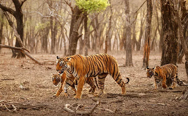 Tigers: The Untold Secrets of the Wild's Largest Predators