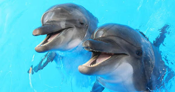 Dolphins: The Intelligent Masters of the Sea and Playful Companions of Humans