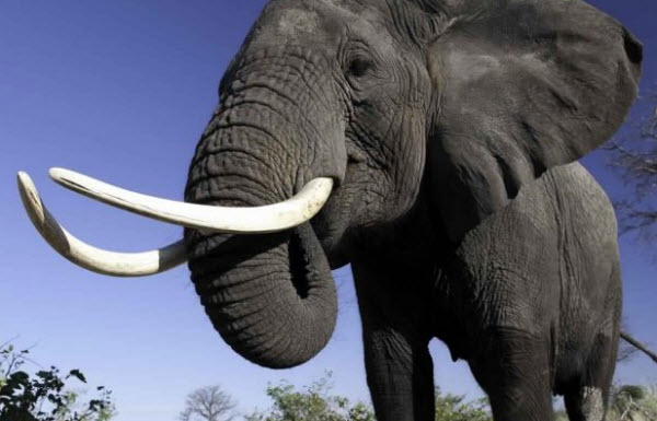 Elephants: Giants of the Forests and Savannah – Exploring the Lives of These Majestic Creatures