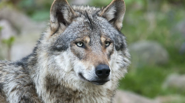 The Wolf World: A Journey into Their Behaviors and Societies