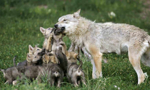 The Wolf World: A Journey into Their Behaviors and Societies