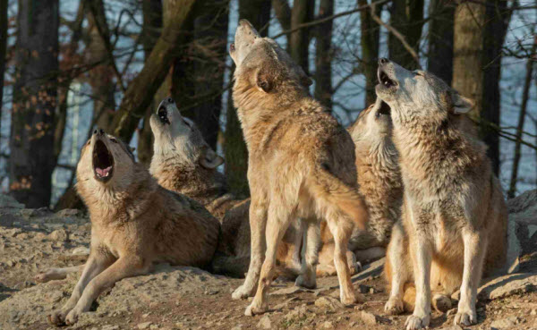 The Wolf World: A Journey into Their Behaviors and Societies