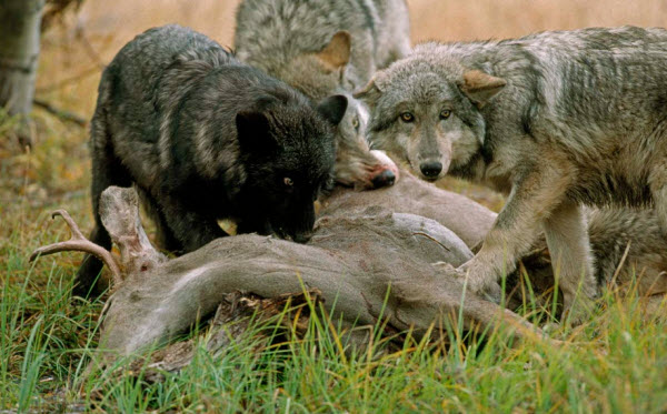 The Wolf World: A Journey into Their Behaviors and Societies