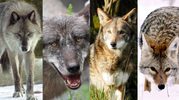 The Wolf World: A Journey into Their Behaviors and Societies