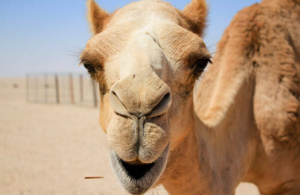 Camels: Secrets of the Desert Ship’s Survival in a Changing World