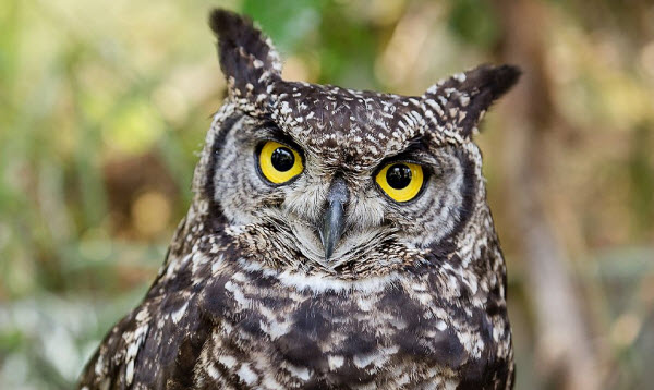 Owls: Secrets of Nocturnal Hunters and Their Unique Skills