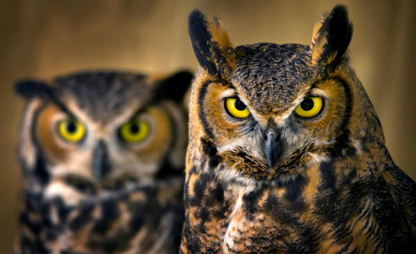 Owls: Secrets of Nocturnal Hunters and Their Unique Skills