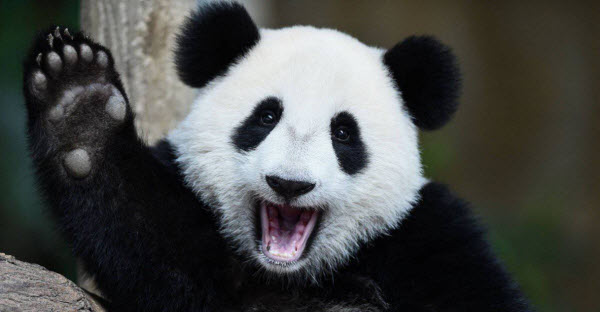 The Giant Panda: China's Iconic Creature and Its Fascinating Secrets