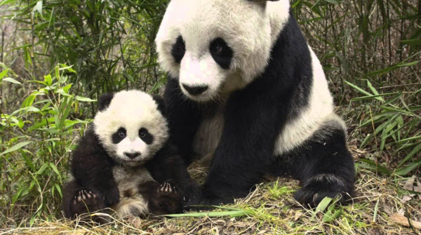 The Giant Panda: China's Iconic Creature and Its Fascinating Secrets