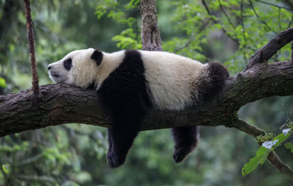 The Giant Panda: China's Iconic Creature and Its Fascinating Secrets