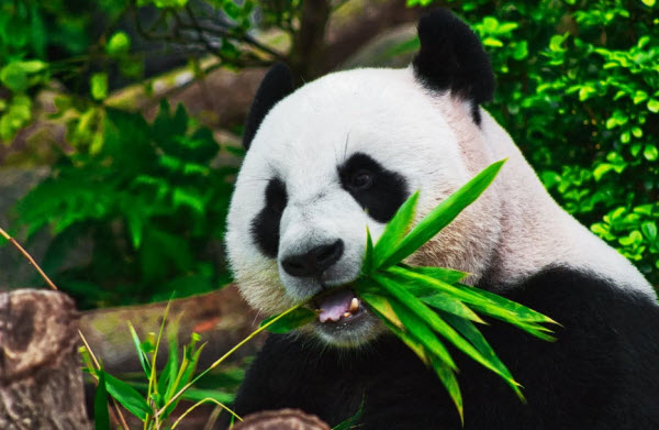 The Giant Panda: China's Iconic Creature and Its Fascinating Secrets