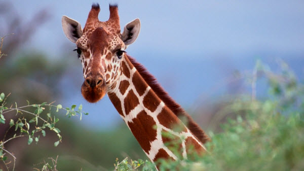 Journey into the World of Giraffes: Secrets of the Tallest Creature in the Wild