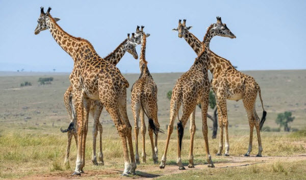 Journey into the World of Giraffes: Secrets of the Tallest Creature in the Wild