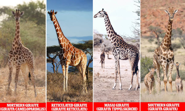 Journey into the World of Giraffes: Secrets of the Tallest Creature in the Wild