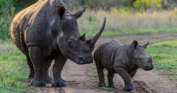 Journey Through the Ages of Great Beasts: Uncover the Secrets of the Rhinoceros and Its Ancient Legacy