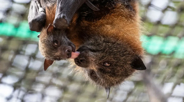 The Bat World: Secrets of the Nocturnal Life of Flying Masters