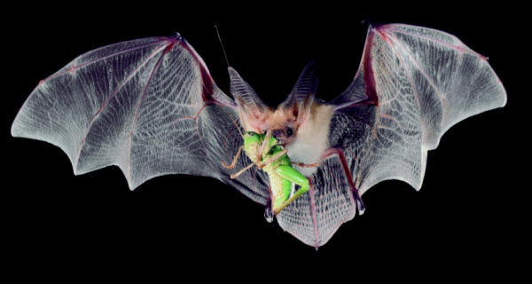 The Bat World: Secrets of the Nocturnal Life of Flying Masters