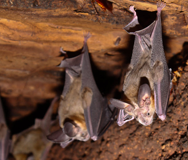 The Bat World: Secrets of the Nocturnal Life of Flying Masters