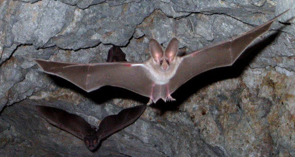 The Bat World: Secrets of the Nocturnal Life of Flying Masters