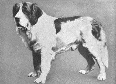 The dog Major: The story of the dog that helped save Manchester United and build its history