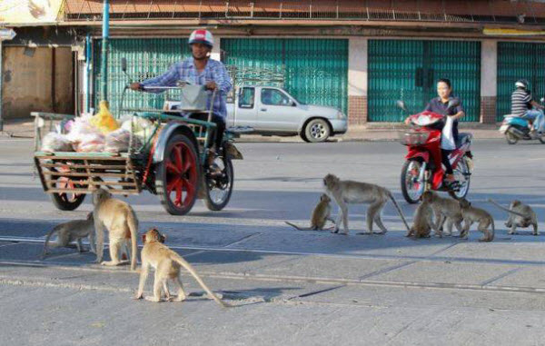 The Monkey Buffet Festival: A Unique Thai Celebration of Monkeys and Tourism