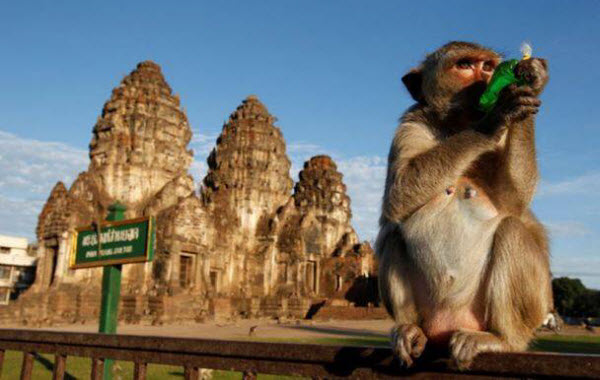 The Monkey Buffet Festival: A Unique Thai Celebration of Monkeys and Tourism